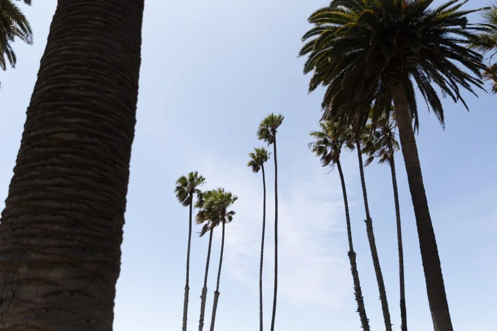 Tall palm trees against a clear blue sky.